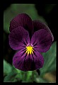 01030-00143-Blue or Purple Flowers-Pansy.jpg