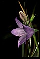 01030-00145-Blue or Purple Flowers-Harebell.jpg