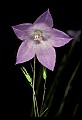 01030-00146-Blue or Purple Flowers-Harebell.jpg