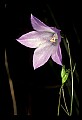 01030-00147-Blue or Purple Flowers-Harebell.jpg