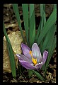 01030-00148-Blue or Purple Flowers-Crocus.jpg