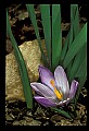 01030-00149-Blue or Purple Flowers-Crocus.jpg