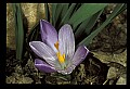 01030-00150-Blue or Purple Flowers-Crocus.jpg