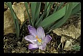 01030-00151-Blue or Purple Flowers-Crocus.jpg