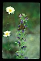 01030-00157-Blue or Purple Flowers-Viper's Bugloss.jpg