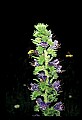 01030-00158-Blue or Purple Flowers-Viper's Bugloss.jpg