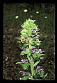 01030-00159-Blue or Purple Flowers-Viper's Bugloss.jpg