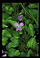 01030-00161-Blue or Purple Flowers-Purple Violet.jpg
