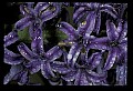 01030-00162-Blue or Purple Flowers-Grape Hyacynth.jpg