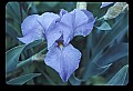 01030-00164-Blue or Purple Flowers-Blue Iris.jpg