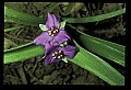01030-00165-Blue or Purple Flowers-Spiderwort.jpg
