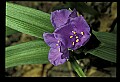 01030-00166-Blue or Purple Flowers-Spiderwort.jpg