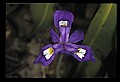 01030-00167-Blue or Purple Flowers-Dwarf-crested Iris.jpg