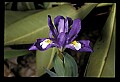 01030-00168-Blue or Purple Flowers-Dwarf-crested Iris.jpg