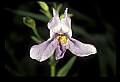 01030-00174-Blue or Purple Flowers-Monkeyflower.jpg