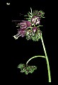 01030-00179-Blue or Purple Flowers-Virginia Waterleaf.jpg