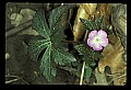 01030-00181-Blue or Purple Flowers-Wild Geranium.jpg