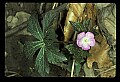 01030-00182-Blue or Purple Flowers-Wild Geranium.jpg