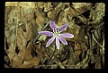 01030-00183-Blue or Purple Flowers-Round-lobed Hepatica.jpg