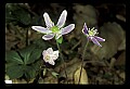 01030-00184-Blue or Purple Flowers-Round-lobed Hepatica.jpg