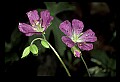 01030-00187-Blue or Purple Flowers-Wild Geranium.jpg