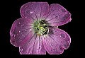 01030-00188-Blue or Purple Flowers-Wild Geranium.jpg