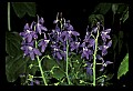 01030-00189-Blue or Purple Flowers-Dwarf Larkspur.jpg