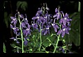 01030-00190-Blue or Purple Flowers-Dwarf Larkspur.jpg
