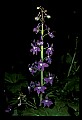 01030-00191-Blue or Purple Flowers-Dwarf Larkspur.jpg