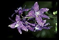 01030-00192-Blue or Purple Flowers-Dwarf Larkspur.jpg