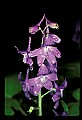 01030-00193-Blue or Purple Flowers-Dwarf Larkspur.jpg