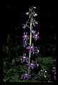 01030-00194-Blue or Purple Flowers-Dwarf Larkspur.jpg