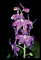 01030-00195-Blue or Purple Flowers-Dwarf Larkspur.jpg