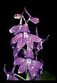 01030-00196-Blue or Purple Flowers-Dwarf Larkspur.jpg
