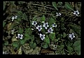 01030-00201-Blue or Purple Flowers-Long-spurred Violets.jpg