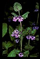 01030-00202-Blue or Purple Flowers-Ground Ivy or Gill-over-the-ground.jpg