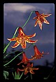 01015-00003-Orange Flowers-Canada Lily.jpg