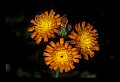 01015-00005-Orange Flowers-Orange Hawkweed.jpg