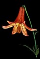 01015-00007-Orange Flowers-Canada Lily.jpg