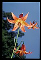 01015-00011-Orange Flowers-Canada Lily.jpg