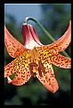 01015-00013-Orange Flowers-Canada Lily.jpg