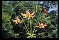 01015-00014-Orange Flowers-Canada Lily.jpg