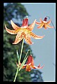 01015-00017-Orange Flowers-Canada Lily.jpg