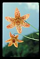 01015-00021-Orange Flowers-Canada Lily.jpg