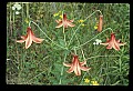 01015-00024-Orange Flowers-Canada Lily.jpg