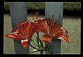 01015-00027-Orange Flowers-Lily.jpg