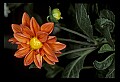 01015-00034-Orange Flowers-Dahlia.jpg