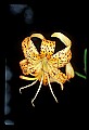 01015-00039-Orange Flowers-Tiger lily.jpg