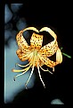 01015-00043-Orange Flowers-Tiger lily.jpg
