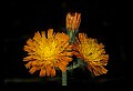 01015-00047-Orange Flowers-Orange Hawkweed.jpg